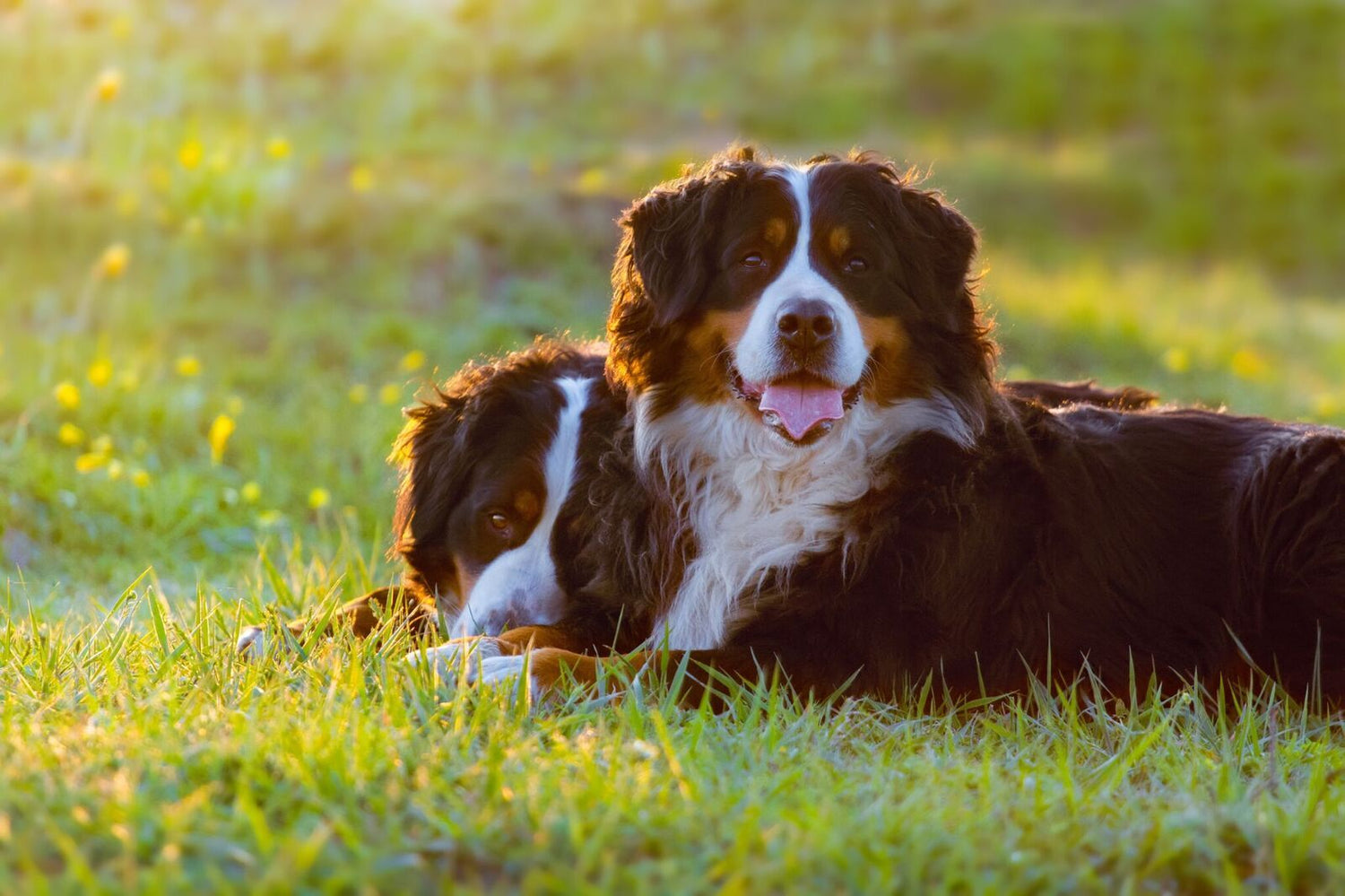 Raw Dog Food & Treats