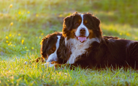 Dog Food & Treats